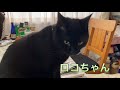 【保護猫ロコちゃん】1歳になりました。