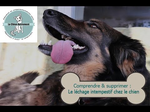 Vidéo: Léchage compulsif canin
