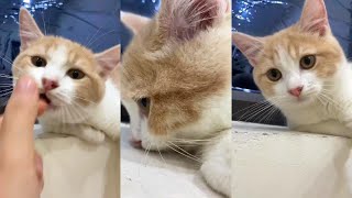 cat kute and kitten by Neos Home 590 views 5 months ago 5 minutes, 39 seconds
