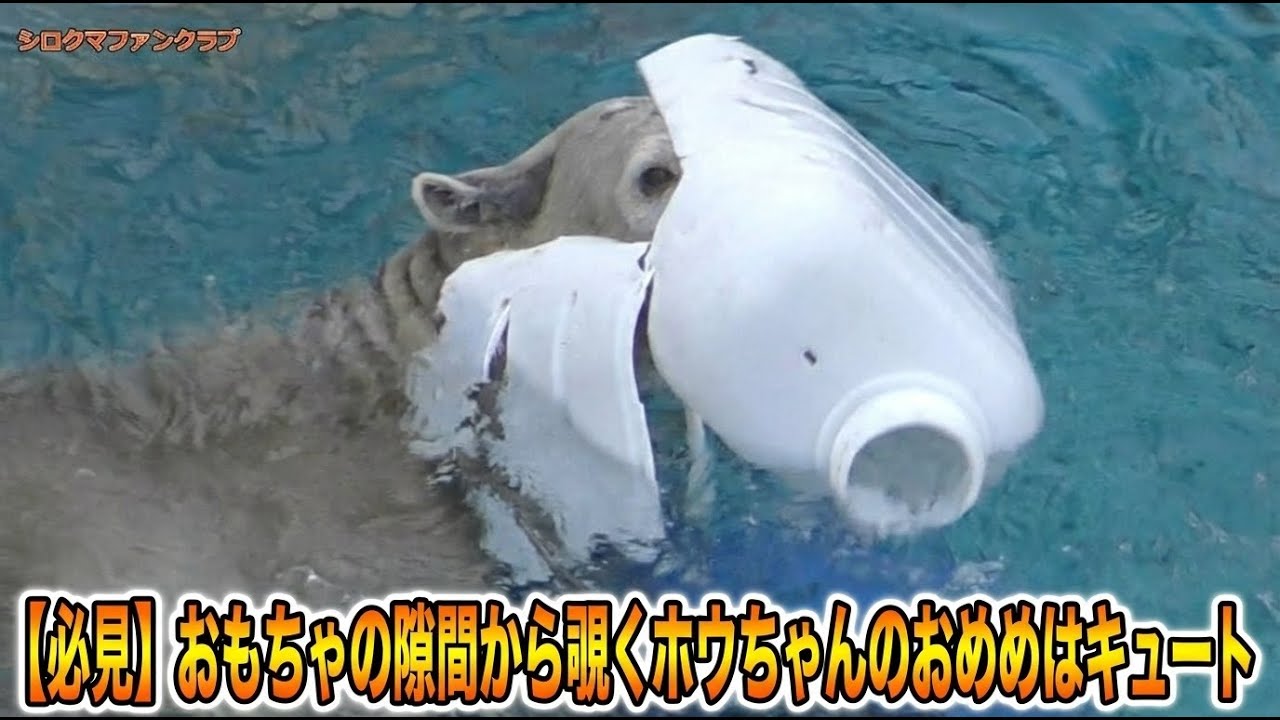 Must See] Hou-chan's cute eyes peeking out from between his toys