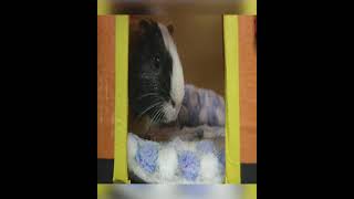 cute guinea pig house  #shorts #cute #animal
