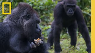 Get to Know the Gorillas of Disney's Animal Kingdom | Magic of Disney's Animal Kingdom