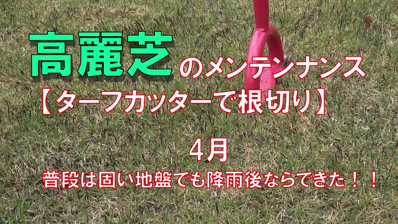 高麗芝のメンテナンス ターフカッターで芝生の根切り 固い地盤でも降雨後ならできた 芝生 Youtube