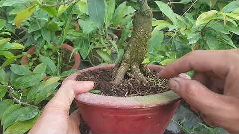 Xem Mai Cúc Tân Châu Nở Hoa 😊 Cách Dưỡng Những Cây Mai Bị Suy😀 Tháng 07 /2019