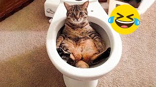 Funniest Animals 😄 New Funny Cats and Dogs Videos 2024 😹🐶 #297 by Pets Viewers 562 views 1 day ago 8 minutes, 11 seconds