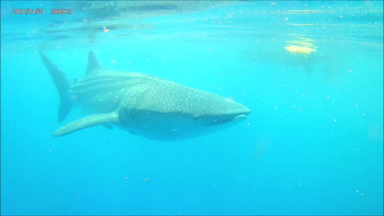 DEEP SEA SWIMMING WITH SHARKS IN MEXICO