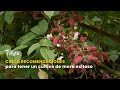 Cinco recomendaciones para tener un cultivo de mora exitoso - TvAgro por Juan Gonzalo Angel