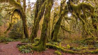 Ancient Words by Michael W. Smith (UHD with Lyrics/Subtitles)