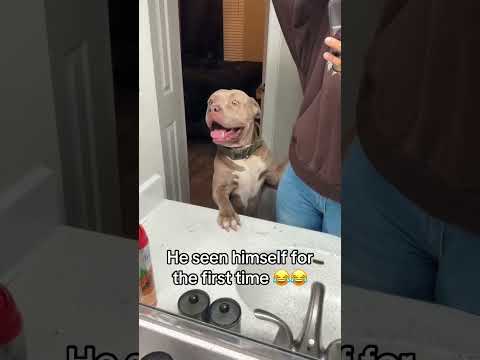 When Pitbulls Try to Say Goodbye… It’s Too Funny #pitbull #doglover #funny