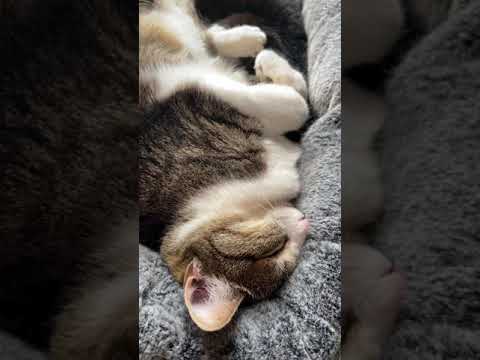 寝てる猫 -  Cat’s sleeping well - #Shorts