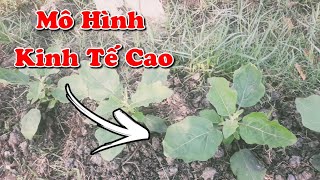 cây trồng kinh tế cao | trồng cà pháo thu nhập ổn định giai đoạn đầu cây trồng kinh tế cao | trồng cà pháo thu nhập ổn định giai đoạn đầu