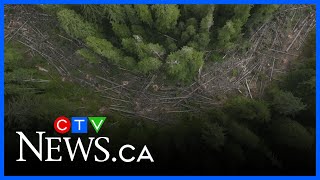 Illegal logging alleged in old-growth valleys