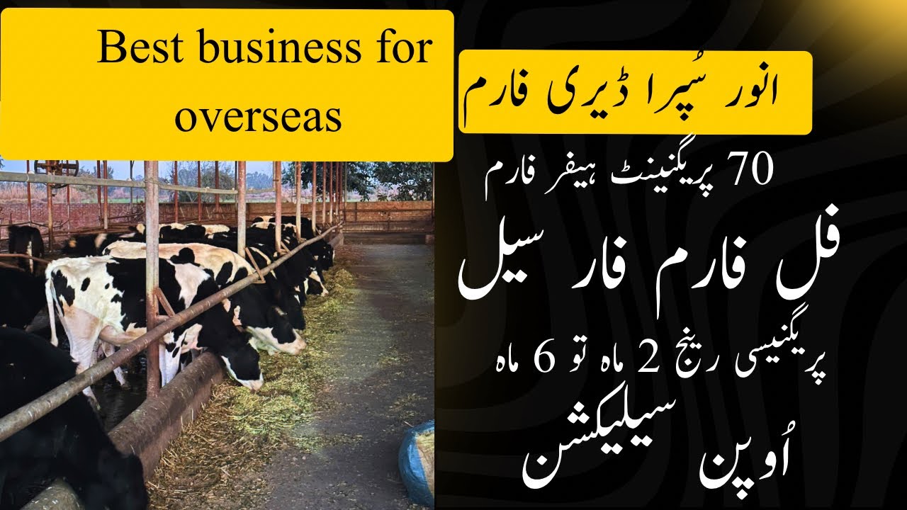 Anwar supra heifer dairy farm|HF animal|imported cross cattle|full ...