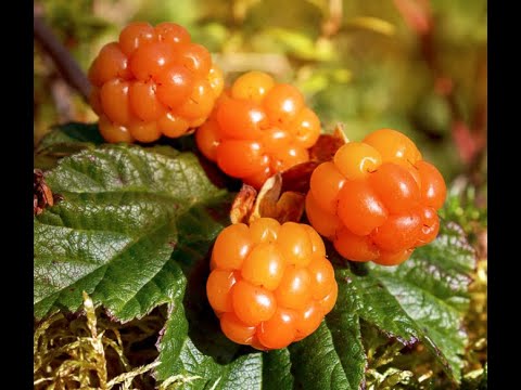 How to grow cloudberries on your balcony