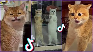 Funniest Cats From TikTok #14