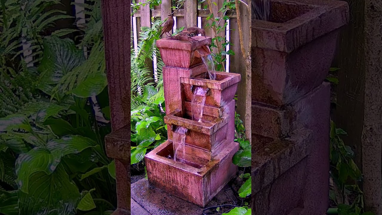 Birds Playing in a Fountain! 