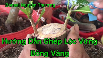 Hướng Dẫn Ghép Lộc Vừng Bông Vàng.