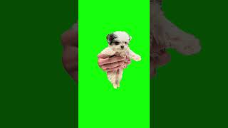 Riverdance Dog | Green Screen