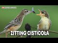 Time to eat baby  zitting cisticola feeding chick