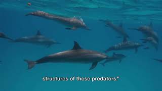 The Mighty Hunters Unveiling Apex Predators Predatory Tactics