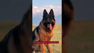 German Shepherd — One of the Smartest Working Dogs 🐕🧠