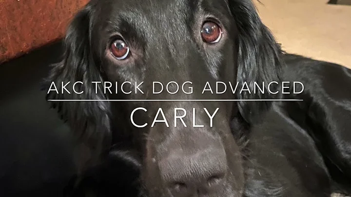 Carly AKC Trick Dog Advanced
