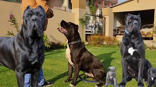 Top Quality Cane Corso dogs in Punjab