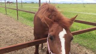 Клип "Рыжий конь" от детей из 2 смены