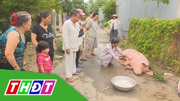 Đồng Tháp: Xuất hiện heo 5 móng | THDT
