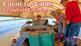 Touring a Working Louisiana Crawfish Farm | You Don’t See This Every Day!