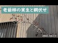老爺柿の実生と網伏せ.2021.03.11(Roya persimmon seedlings and netting)