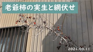 老爺柿の実生と網伏せ.2021.03.11(Roya persimmon seedlings and netting)