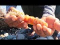 El langostino de mar un TESORO para los PESCADORES, Mira como se AMARRA correctamente en el ANZUELO