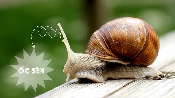 NẾU NHƯ TÔI LÀ MỘT CON ỐC SÊN | If I were a Snail
