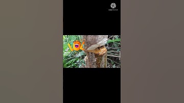 #Shorts#chặt tổ ong mật trong cây thần kỳ.