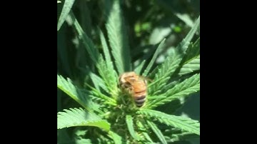 GREASE™  flower sprayed with a Honey Bee collecting sap for propolis