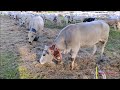 Aspettando la ruduna  sfilata del bestiame nelle vie di saluzzo cn dom 5  5  2024