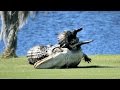 Alligators fight on Florida golf course