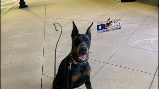 “Gypsy” the 7mo old Doberman two week Board and Train - by Trainer Pat by Off Leash K9 Training - Lexington 344 views 2 weeks ago 6 minutes, 26 seconds