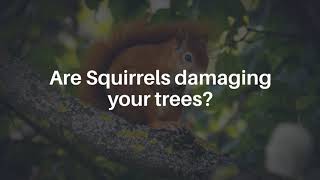Are Squirrels damaging your trees?