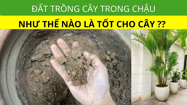 So sánh mức đầu tư giữa các cây trồng năm 2024