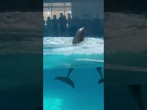Video Baby dolphin's first jump fails, then mom teaches her how