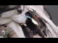 Siberian Husky Puppies 1 Day Old