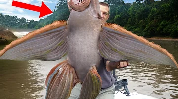 Craziest Creatures Found In The Amazon