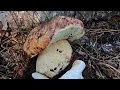 Ep36 2023harvesting king boletes ca usa 2023