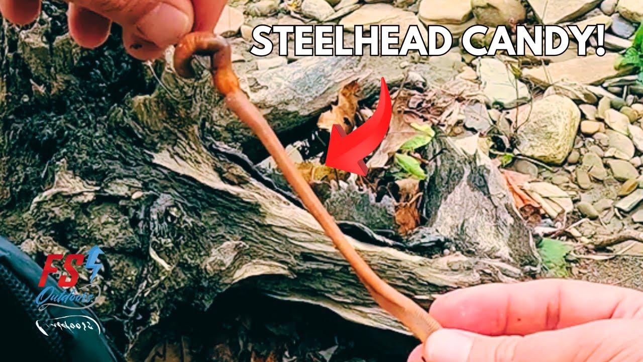 Steelhead Rags Drifting Nightcrawlers for Muddy Water Steelhead - Fast Action Fishing ...