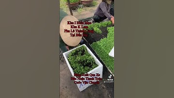 Cung Cấp Hoa Cúc Giống Đại Đoá Pha Lê Bảo Hành 15 Ngày CÔNG TY CP SX HOA CÚC KHÁNH HÒA A NHÀN