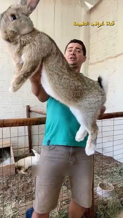 اضخم ارنب في العالم 😱! #shorts #viral #حيوانات #حقائق