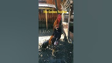 The Golden Feather #Thai Rooster #Crowing #Short