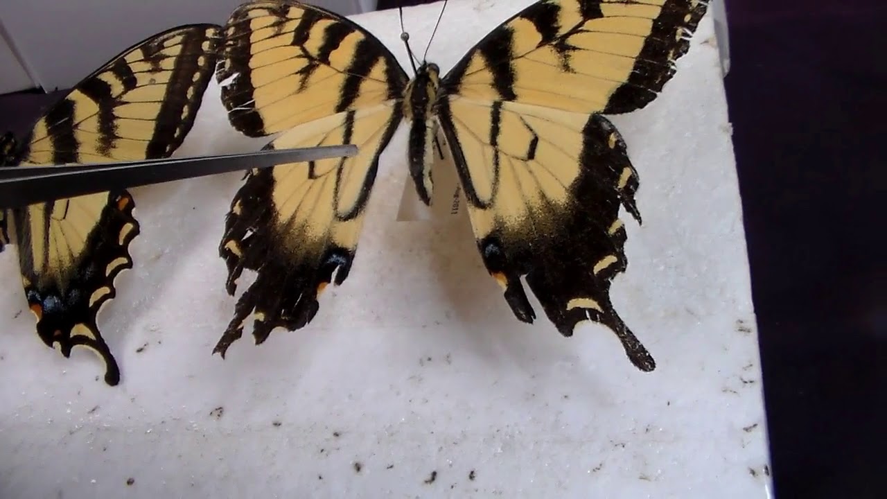 Quick Guide to Tiger Swallowtail Identification - YouTube